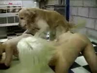 Two sexy ladies begging for dog to fuck them